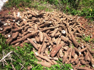 CASSAVA-e1454237481304.jpg image
