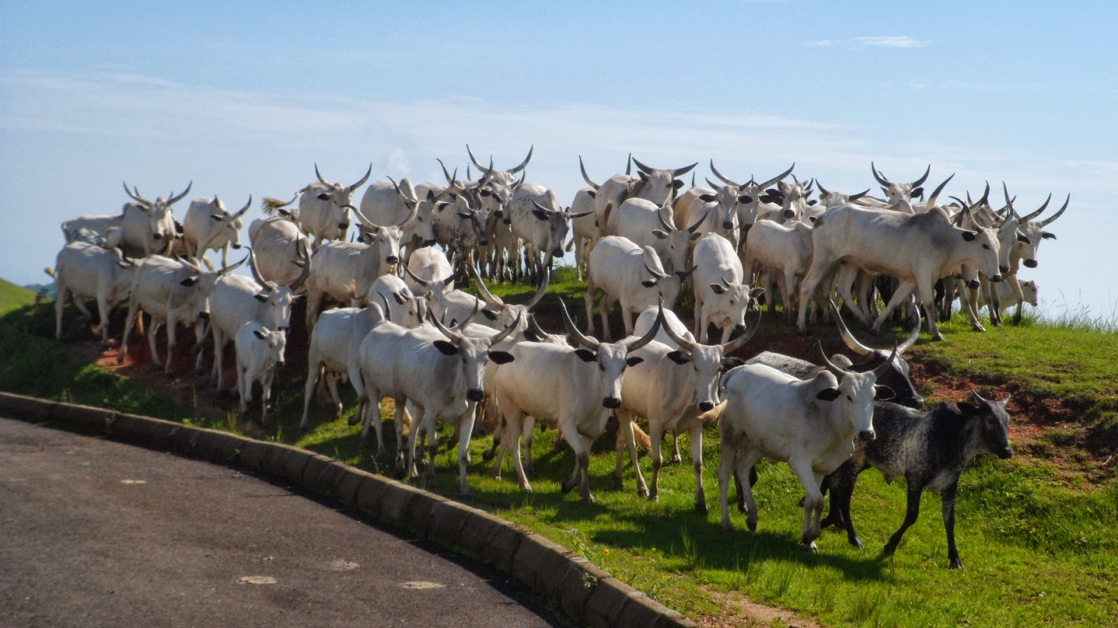 Cattle-at-obudu-the-trent.jpg image