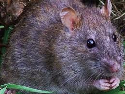 rat.jpg image